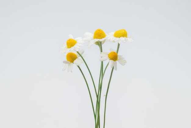 Bouquet de marguerites isolé