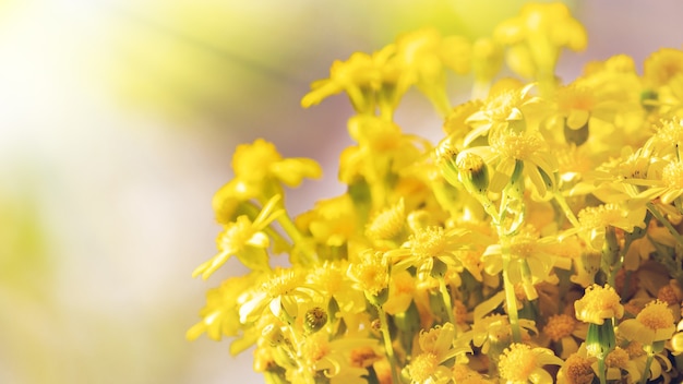 Bouquet de marguerites sauvages jaunes