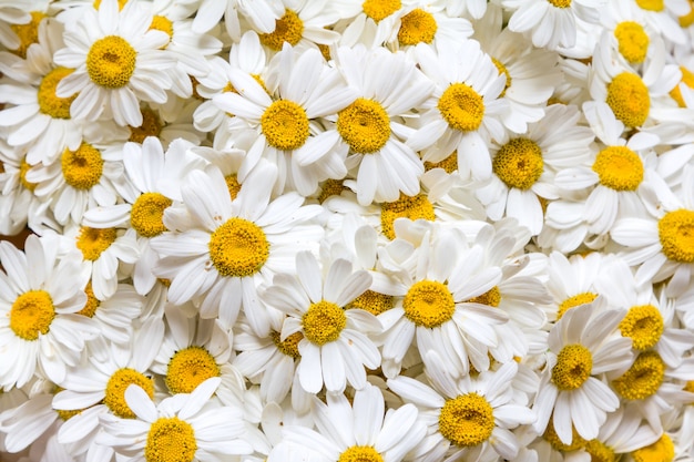 Bouquet de marguerites