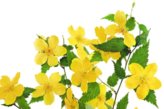 Bouquet Marsh Marigold Fleurs sauvages jaunes dans un vase isolé sur fond blanc.