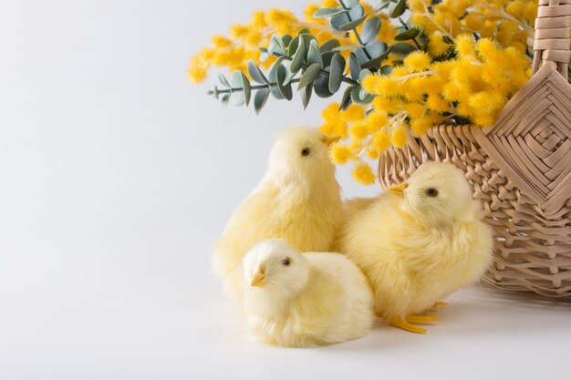 Un bouquet de mimosa jaune et de poulets sur fond blanc Concert de la Journée internationale de la femme le 8 mars Fête du printemps