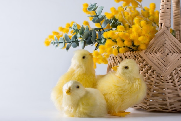 Un bouquet de mimosa jaune et de poulets sur fond blanc Concert de la Journée internationale de la femme le 8 mars Fête du printemps