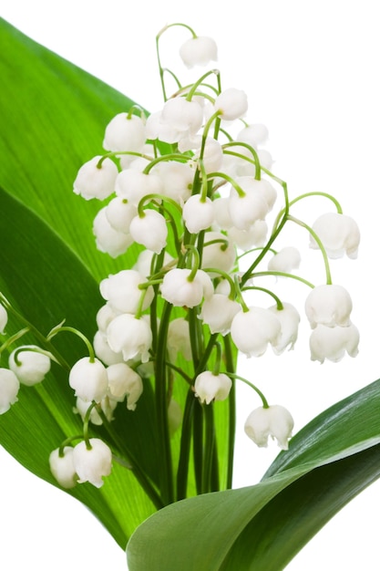 Bouquet de muguet