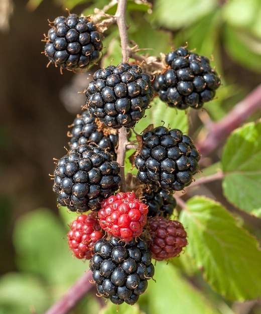 Bouquet de mûres sur le buisson