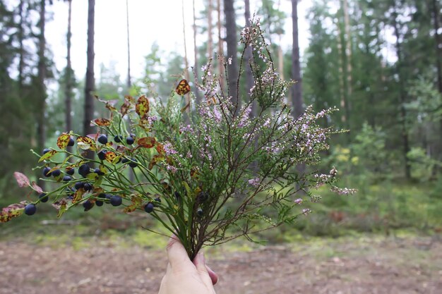 Bouquet de myrtilles forestières dans une main à l'extérieur