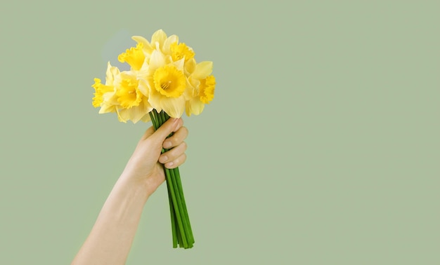 Bouquet de narcisses jonquilles jaunes dans une main féminine sur fond vert