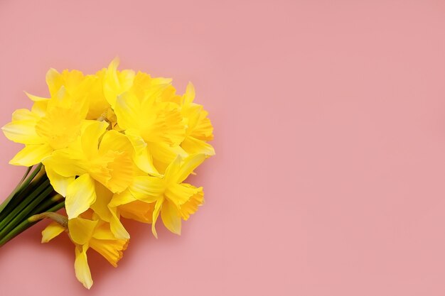 Le bouquet de nartsys jaune sur fond rose