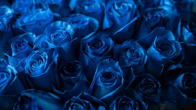 Bouquet Of Beautiful Blue Roses Tendance couleur bleu classique Valentine's Day Selective Focus Roses wallpaper