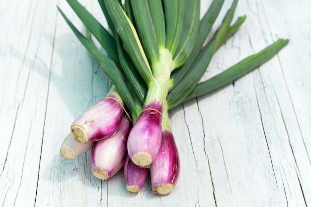 Bouquet d'oignons frais fraîchement récoltés