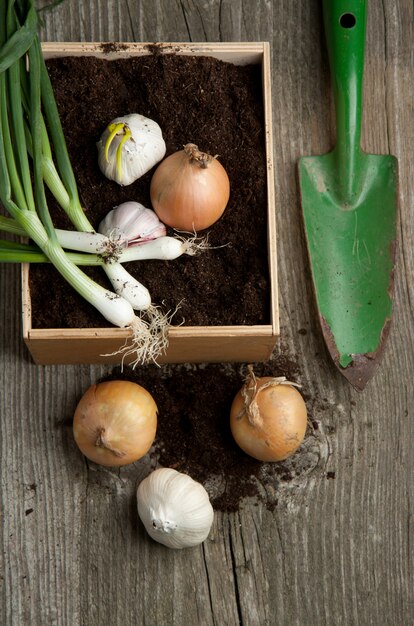 Bouquet d'oignons verts frais à l'ail et bêche de jardin