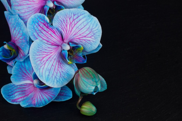 Bouquet d'orchidées bleues sur fond noir