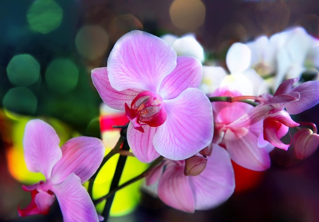 Bouquet d'orchidées magenta sur fond de couleur.