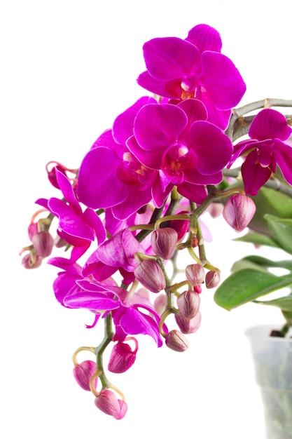 Bouquet d'orchidées violettes avec des feuilles vertes en pot close up