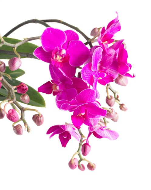 Bouquet d'orchidées violettes