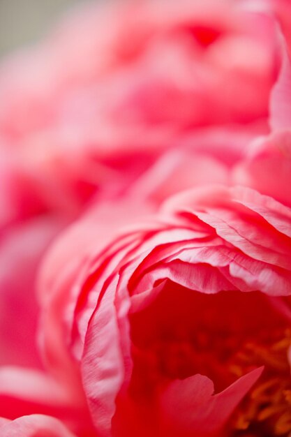 Photo bouquet de péonies de corail dans un vase