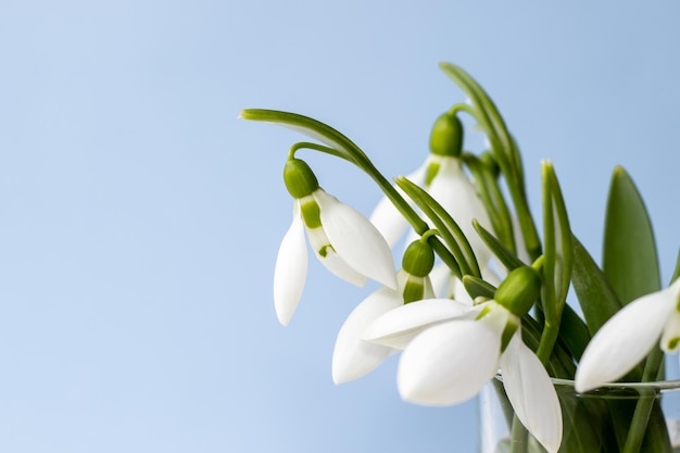 un bouquet de perce-neige dans un verre de tequila transparent éclabousse d'eau sur les pétales du premier printemps