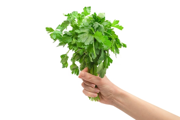 Un bouquet de persil dans la main de la femme isolé sur fond blanc