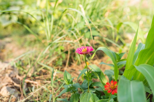 Bouquet de petites fleurs rouges