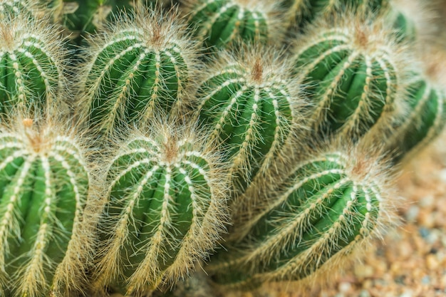 Bouquet de petits cactus verts dans le jardin de rocaille