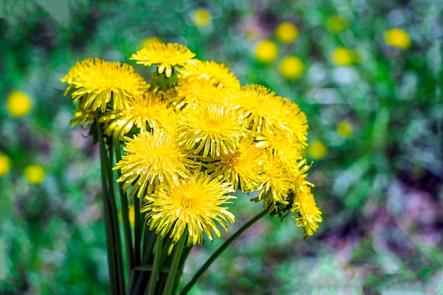 Bouquet de pissenlit jaune