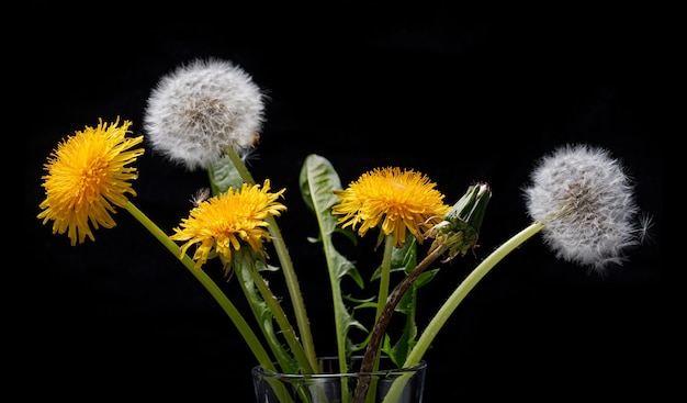 Bouquet de pissenlits sur fond noir