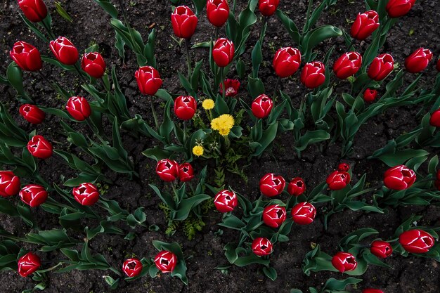 Un bouquet de pissenlits jaunes Taraxacum parmi les nombreuses tulipes rouges du parterre de fleurs de la ville