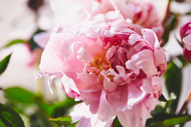 Bouquet de pivoines de belles fleurs de pivoine rose