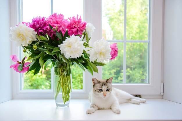 Bouquet de pivoines blanches et roses et chat blanc sur le rebord de la fenêtre