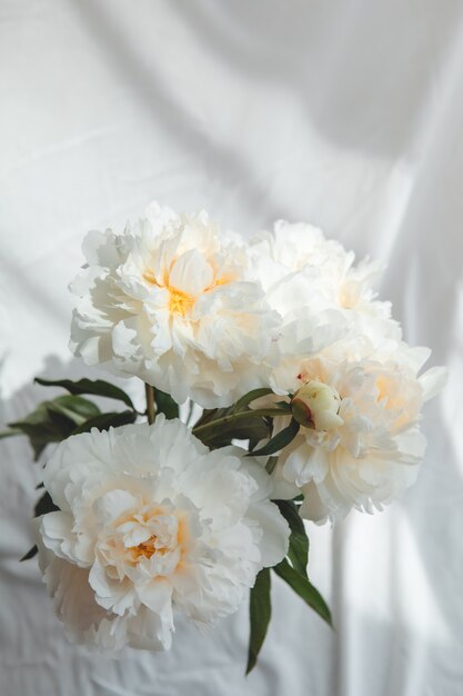 Bouquet de pivoines fleurs fond blanc