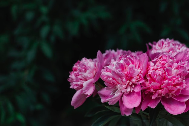 Un bouquet de pivoines en fleurs roses sur fond de feuilles vert foncé Place pour l'arrière-plan du texte