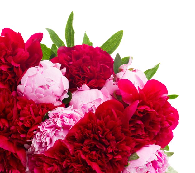 Bouquet de pivoines roses et rouges fraîches isolated on white