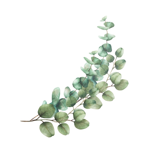 Bouquet de plantes d'eucalyptus verdure arrangement d'aquarelle vert argent dollar branches d'arbre avec