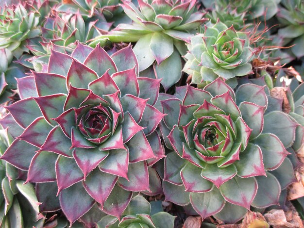 Bouquet de plantes succulentes rose pâle et vert clair à la lumière du matin