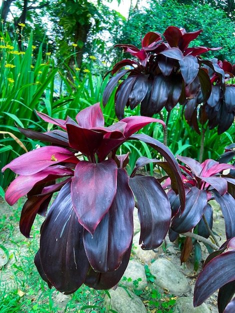 Un bouquet de plantes violettes