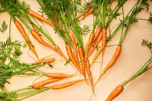 Bouquet plat de carottes et de tiges de carottes fraîchement cueillies