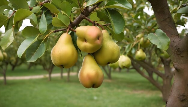 Photo un bouquet de poires accrochées à un arbre de poires et de fruits