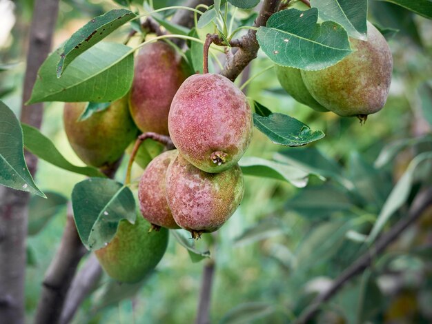 Un bouquet de poires dans l'arbre