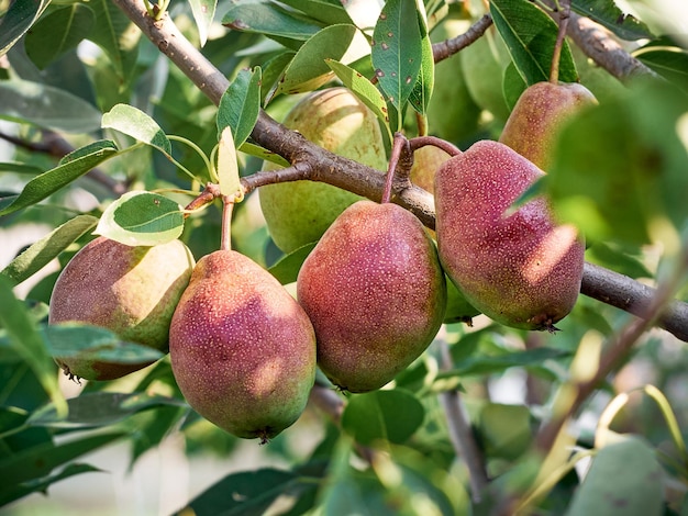 Un bouquet de poires dans l'arbre