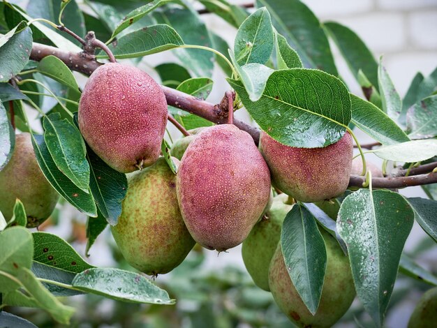 Un bouquet de poires dans l'arbre