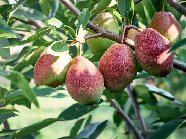 Photo un bouquet de poires dans l'arbre