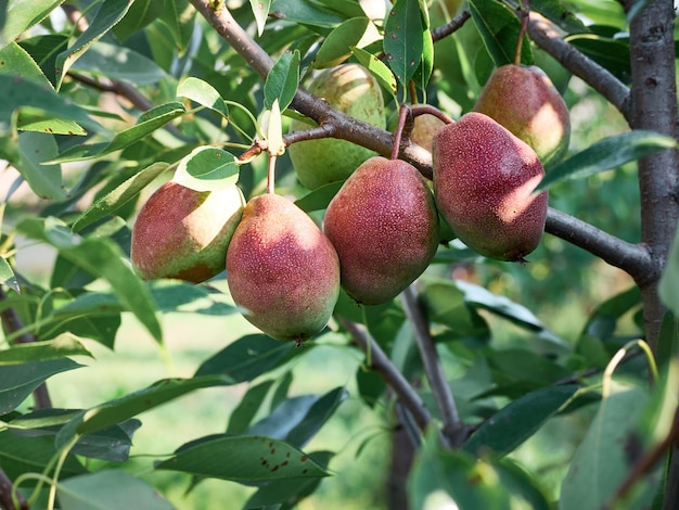 Un bouquet de poires dans l'arbre