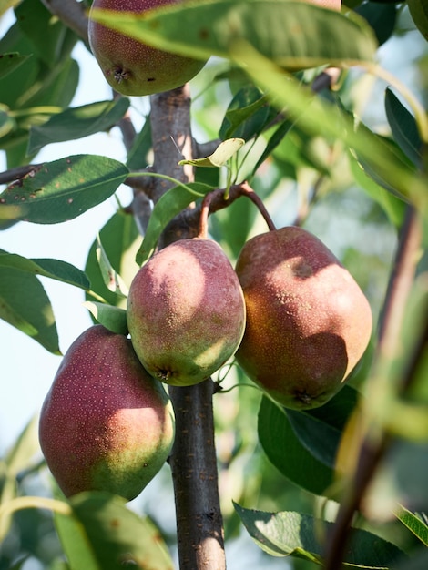 Photo un bouquet de poires dans l'arbre