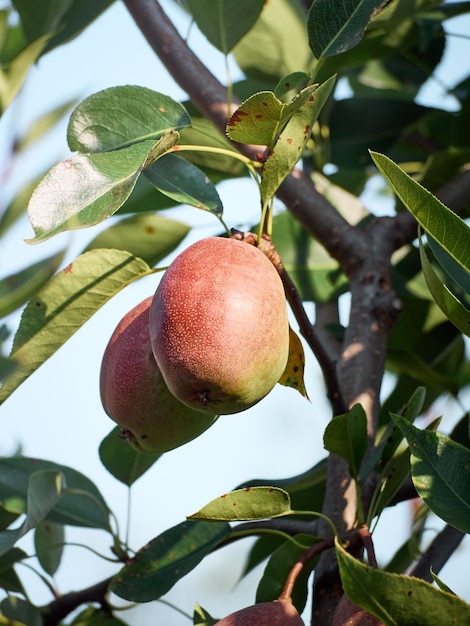 Photo un bouquet de poires dans l'arbre