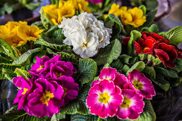 Bouquet de primevères colorées se bouchent