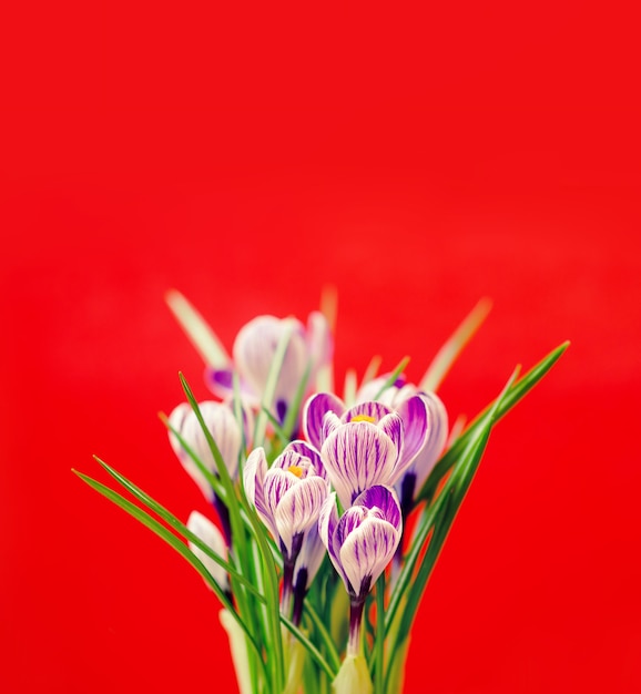 Bouquet de printemps de crocus violets, sur le mur rouge.