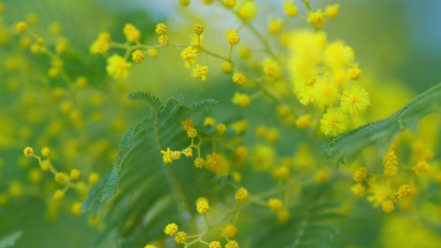 Bouquet de printemps avec des fleurs moelleuses de mimose jaune d'acacia dealbata à la lumière ensoleillée