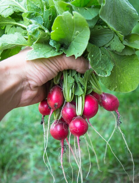 Bouquet de radis avec le dessus dans la main