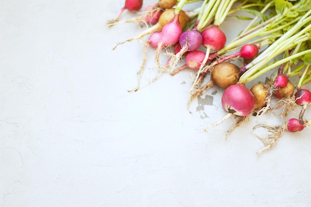 Bouquet de radis frais sur fond gris