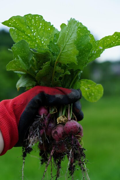 Un bouquet de radis récoltés dans le jardin