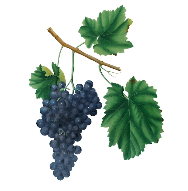 Un bouquet de raisins de vin rouge Lacrima dessiné à la main est un élément de conception d'autocollant